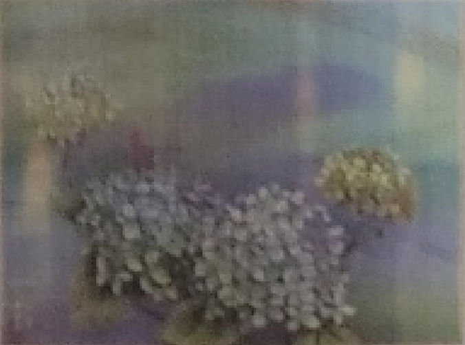 수국동화2