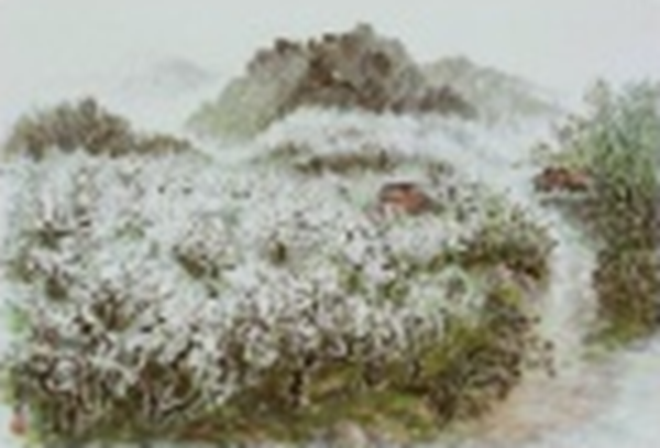 배꽃 소식